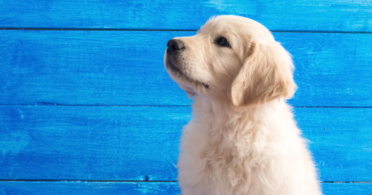 Adopting a Golden Retriever Pup