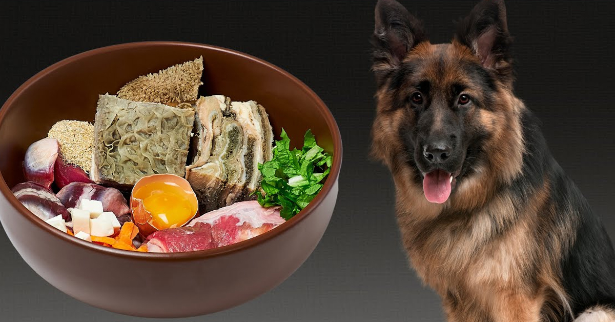Are German Shepherds Better Off With Homemade Dog Food