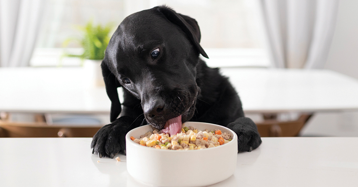 Health Benefits of Natural Dog Food