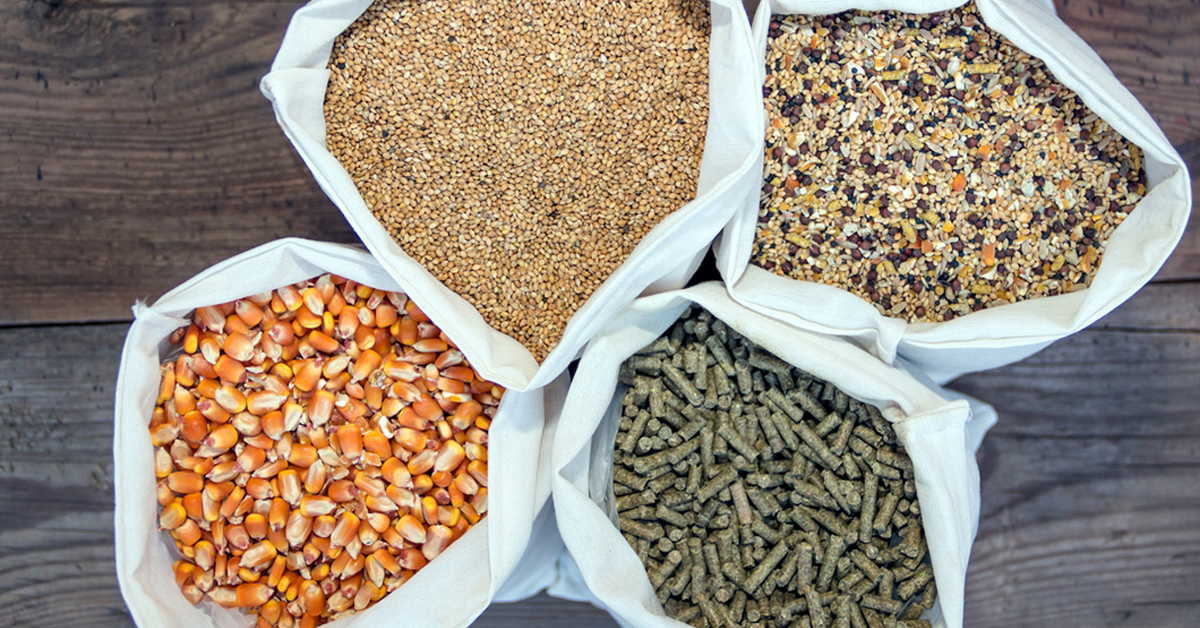 Horse Feed – Comparison Different kinds of Horse Food
