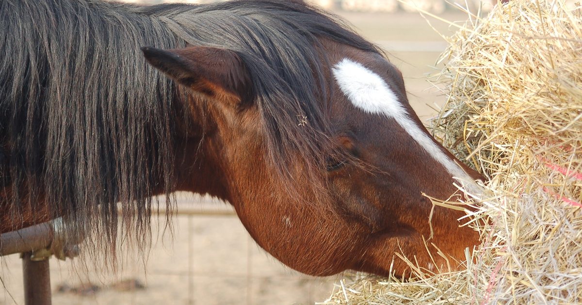 Horse Health – Choosing the Right Feed