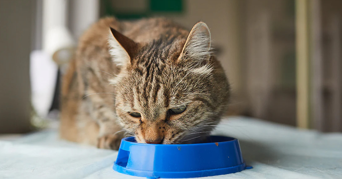 The Perfect Cat Food For Your Pet – How To Get It Instantly
